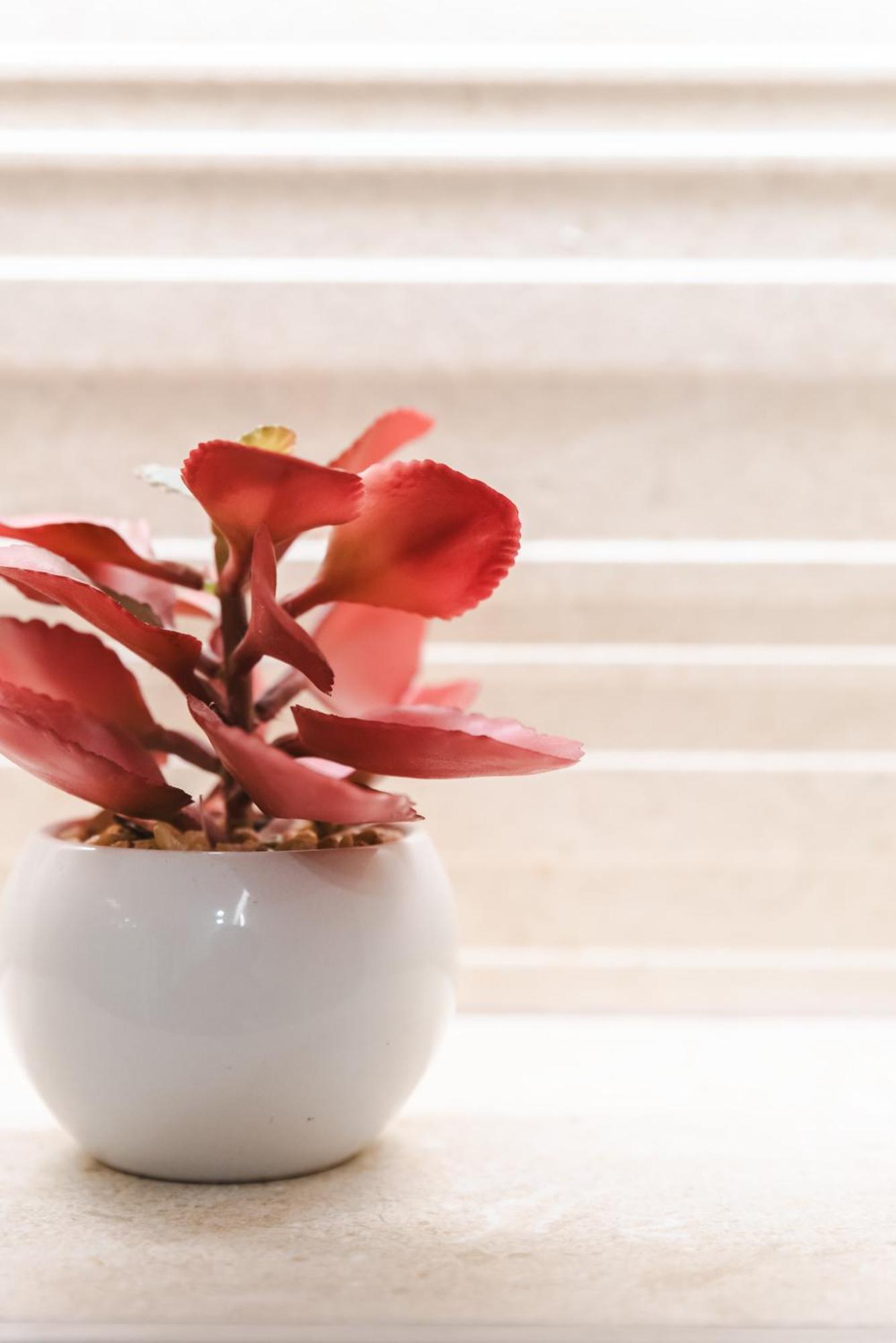 Borne Suites Ti By Mallorcasuites Palma de Mallorca Luaran gambar